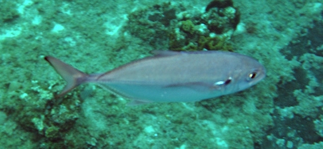 Caranx ruber