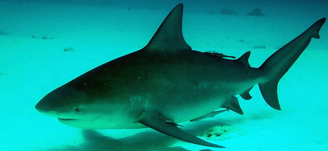 Carcharhinus leucas