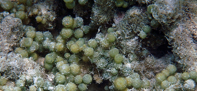 Caulerpa racemosa