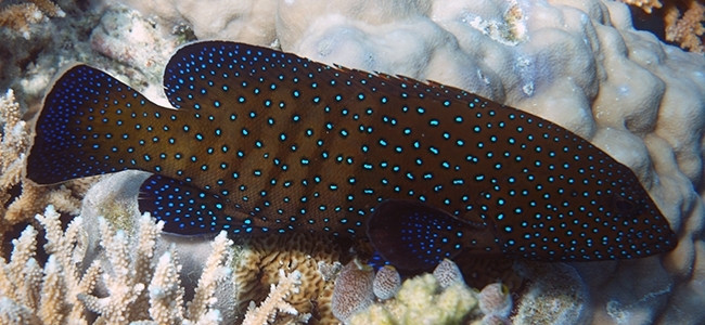 Cephalopholis argus