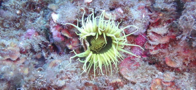 Cerianthus membranaceus