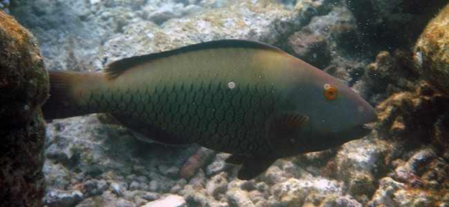 Cetoscarus bicolor