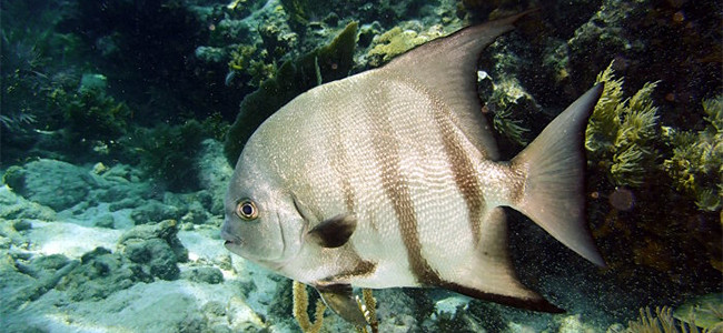 Chaetodipterus faber