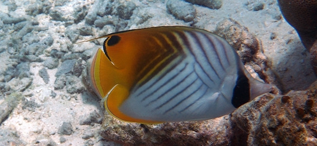 Chaetodon auriga