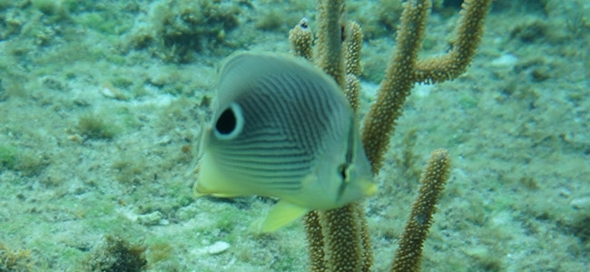 Chaetodon capistratus
