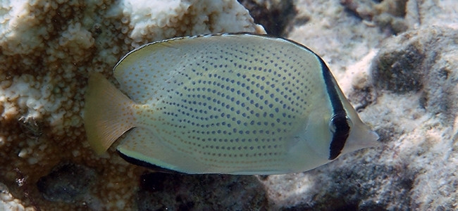 Chaetodon citrinellus