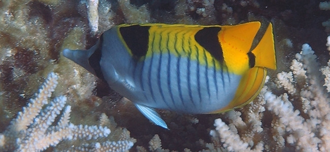 Chaetodon falcula