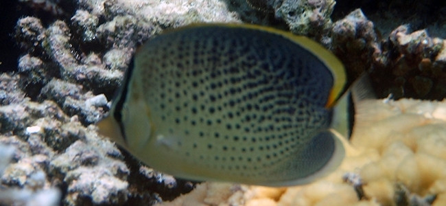Chaetodon guttatissimus