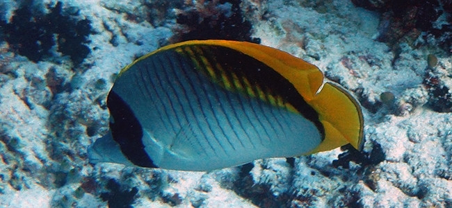 Chaetodon lineolatus