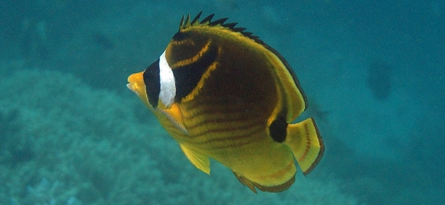 Chaetodon lunula