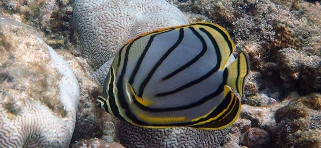 Chaetodon meyeri