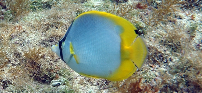 Chaetodon ocellatus