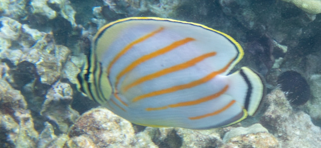 Chaetodon ornatissimus