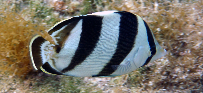 Chaetodon striatus