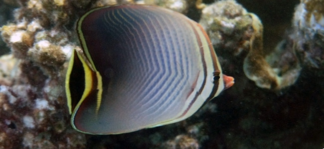 Chaetodon triangulum