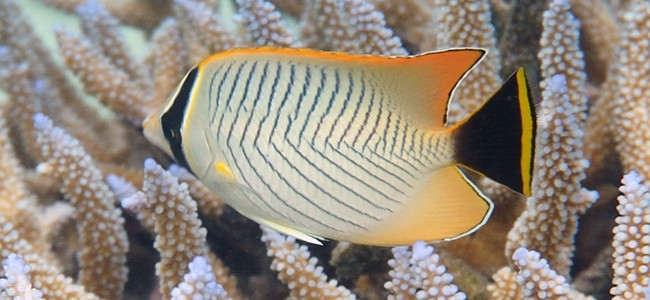 Chaetodon trifascialis