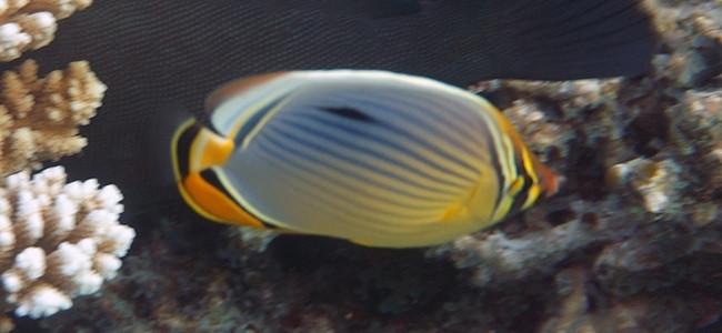 Chaetodon trifasciatus