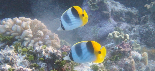 Chaetodon ulietensis