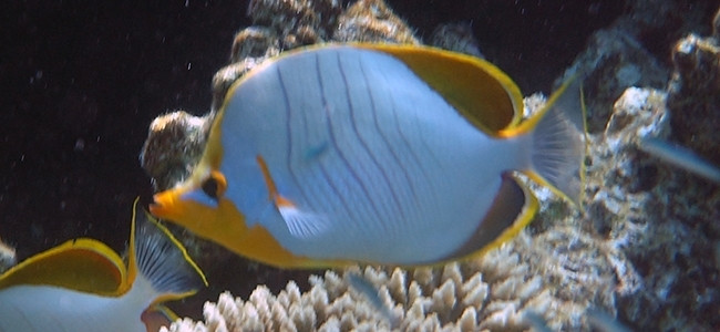 Chaetodon xanthocephalus