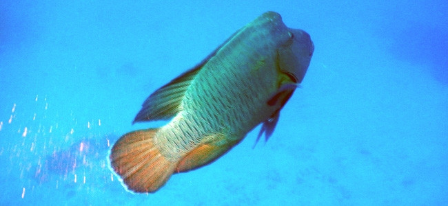 Cheilinus undulatus