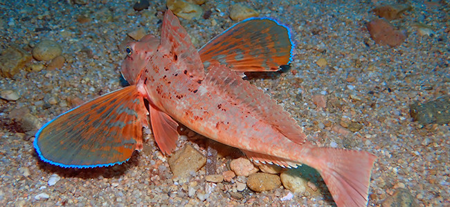 Chelidonichthys lastoviza