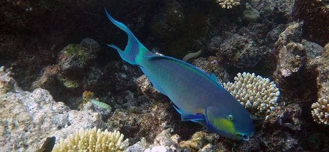 Chlorurus microrhinos