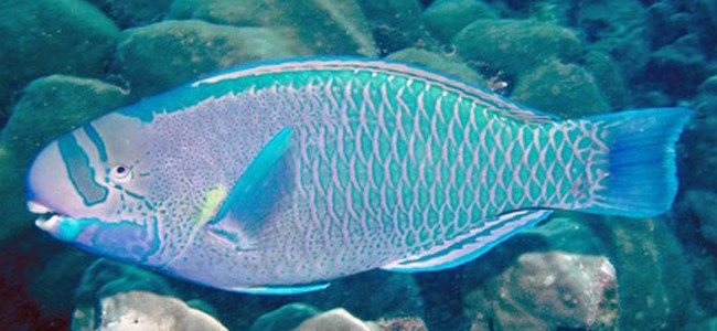 Chlorurus spilurus
