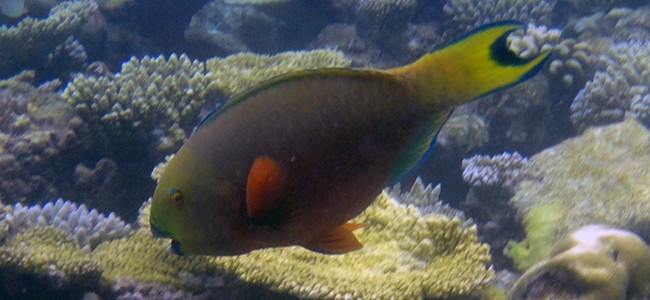 Chlorurus strongylocephalus