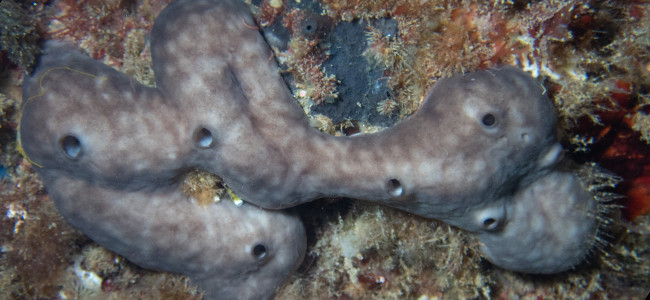 Chondrosia reniformis