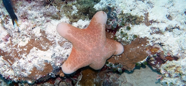 Choriaster granulatus