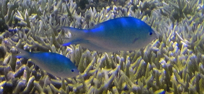 Chromis atripectoralis