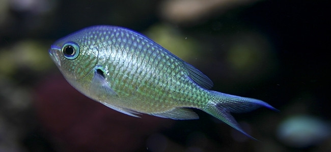 Chromis chromis