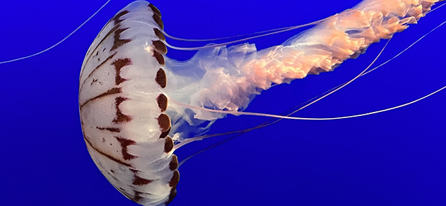 Chrysaora colorata