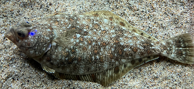 Citharichthys stigmaeus