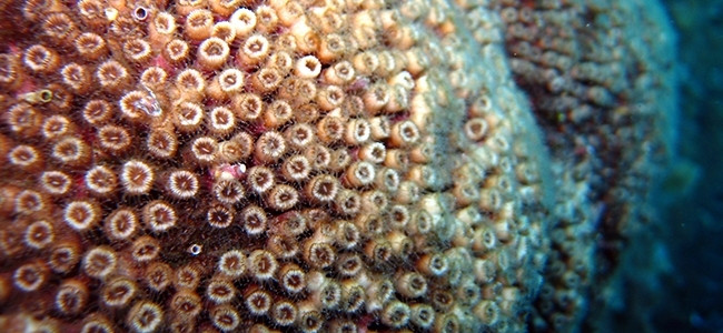 Cladocora caespitosa