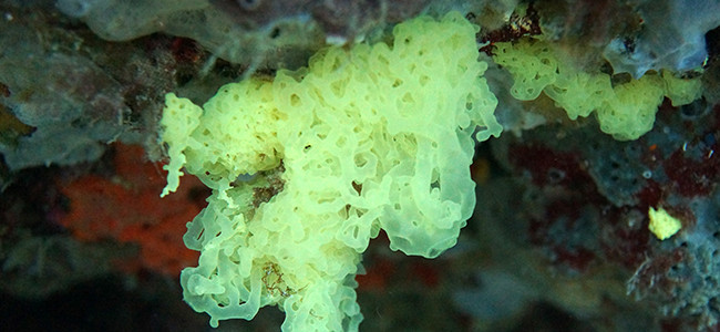 Clathrina clathrus