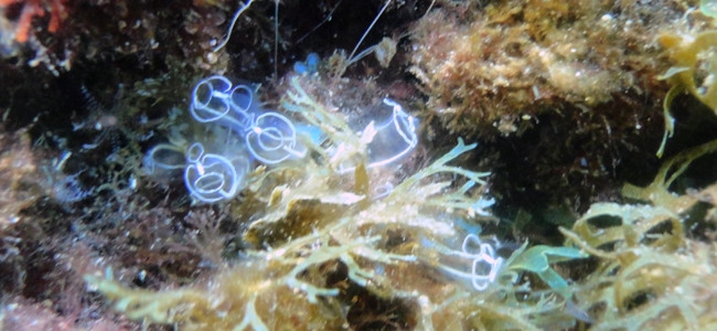 Clavelina lepadiformis