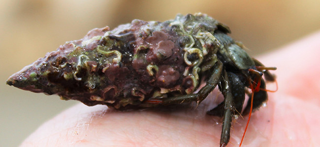 Clibanarius erythropus