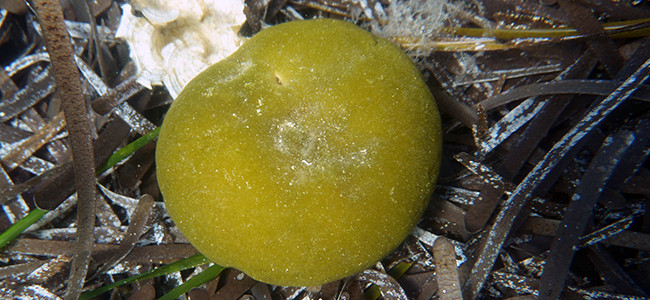 Codium bursa