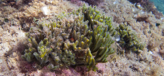 Codium vermilara
