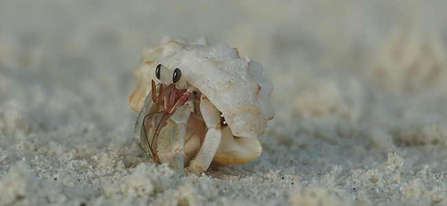 Coenobita rugosus