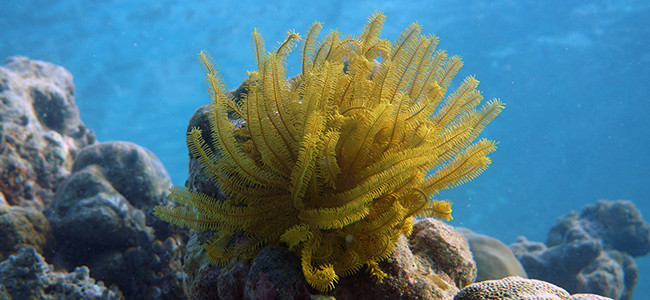 Comaster nobilis