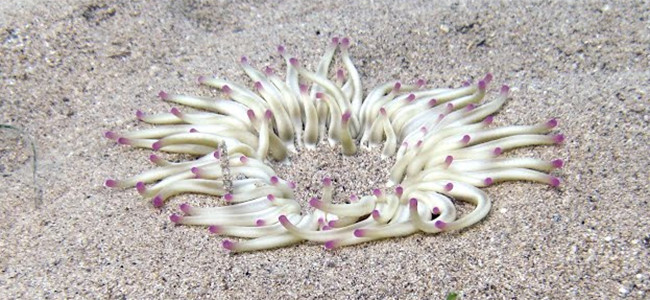 Condylactis aurantiaca