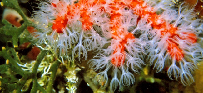 Corallium rubrum