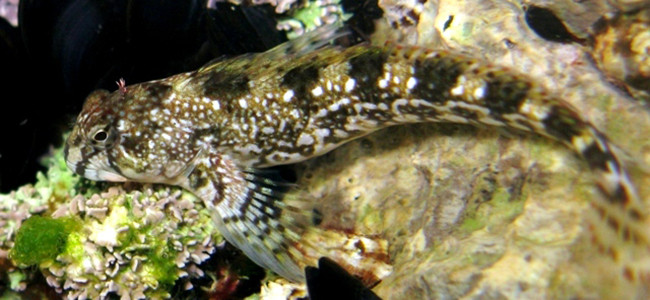 Coryphoblennius galerita