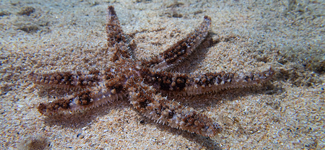 Coscinasterias tenuispina