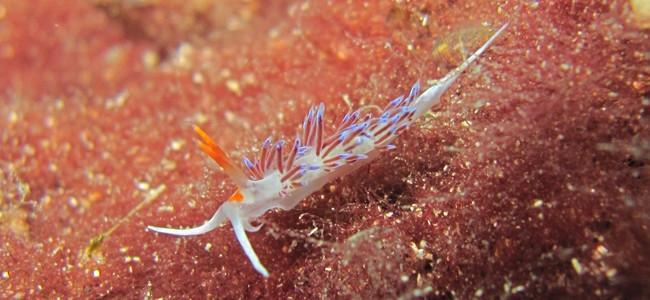 Cratena peregrina