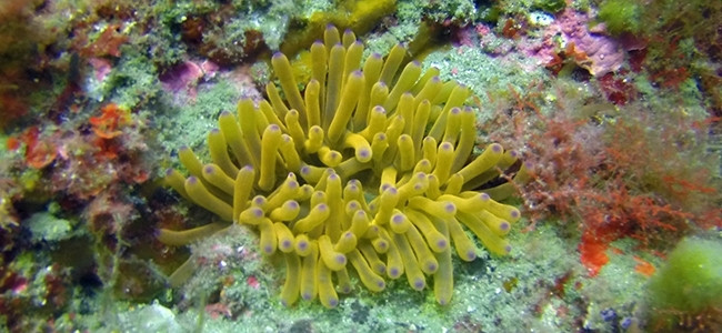 Cribrinopsis crassa