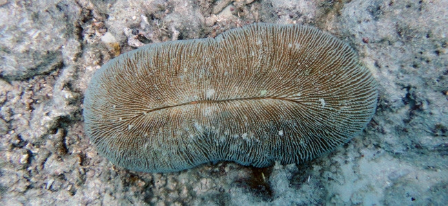 Ctenactis echinata