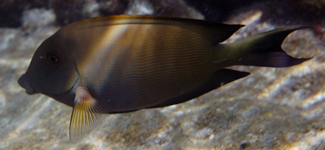 Ctenochaetus striatus